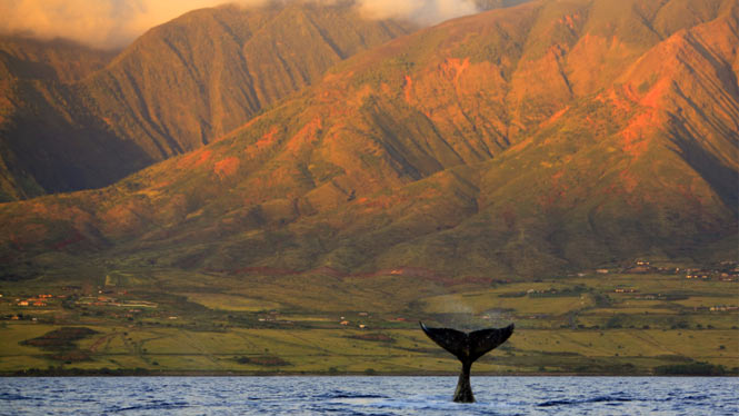 hawaii mapa. whale watching in hawaii.