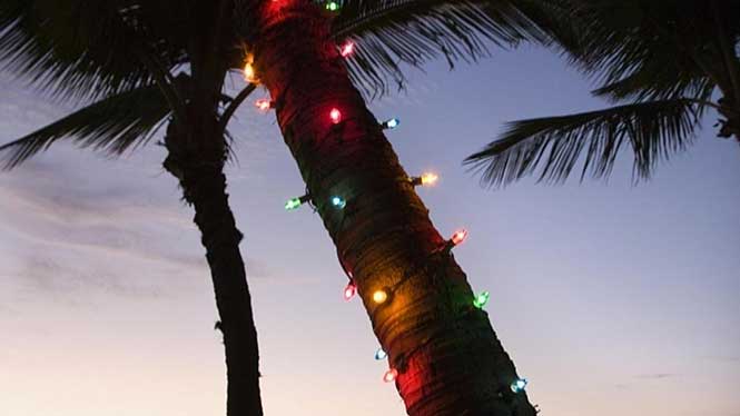 Hawaiian Christmas Trees: Even the traditional symbols of Christmas