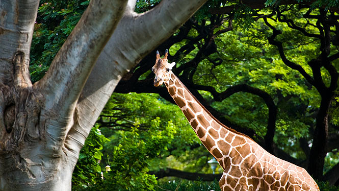 giraffe at the Honolulu zoo
