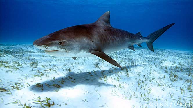 Sharks of the Hawaiian Islands | Aloha Hawaii