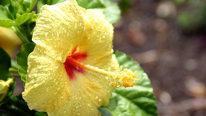 Hawaiian Flowers