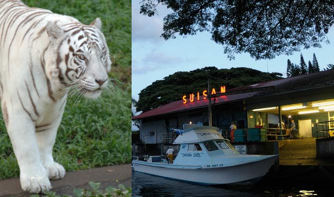 Hilo zoo white tiger and Suisan fish market
