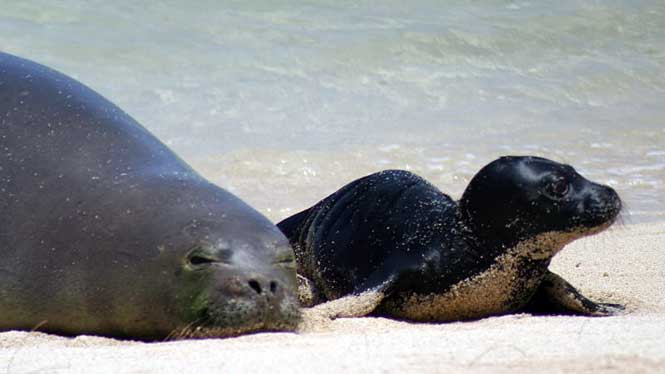 Monk Seal