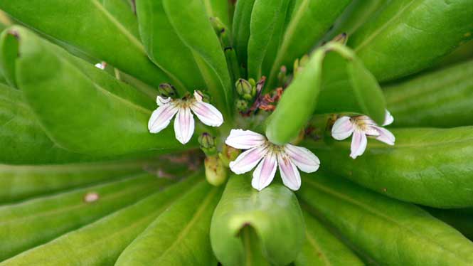 Naupaka