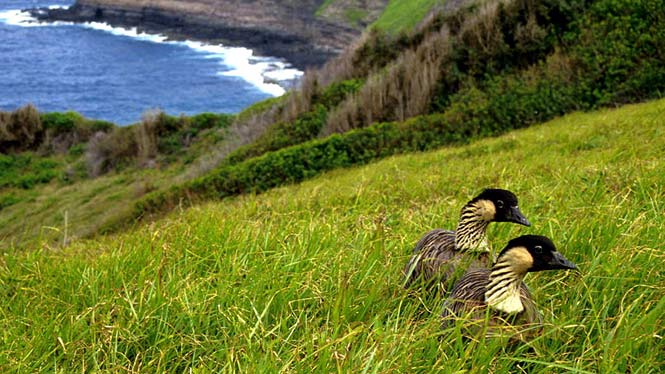 Nene Goose