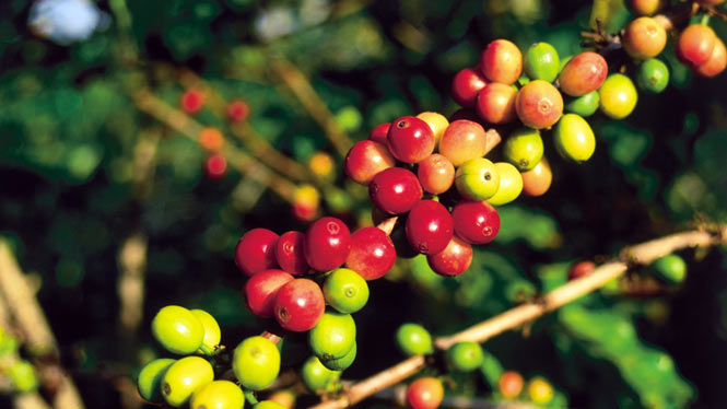 Hawaiian coffee beans on the stem