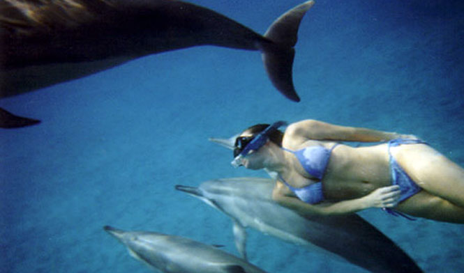 Lady snorkeling with dolphins