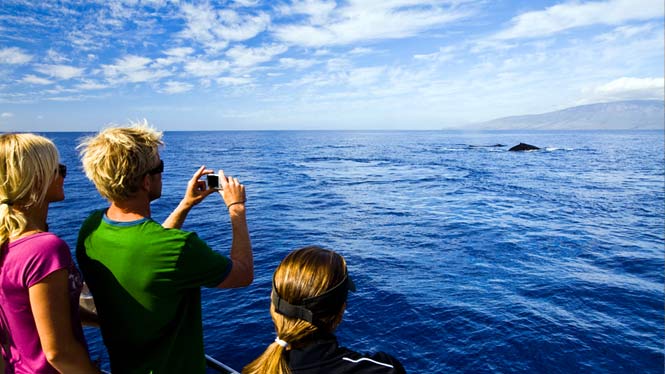 whale watching in hawaii. Hawaii Whale Watching Tours