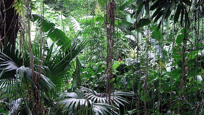 Wahiawa Botanical Garden