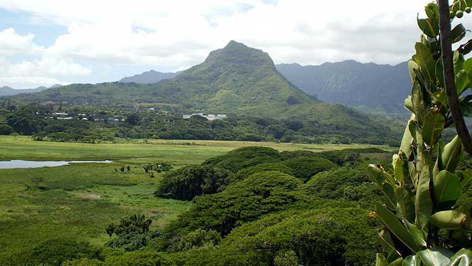 Kawainui Marsh