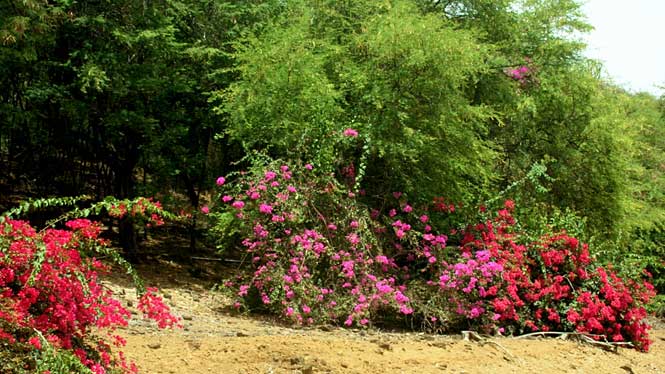 Koko Crater Botanical Garden