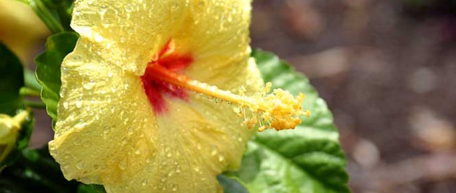 Hawaii's flowers are as beautiful as the islands they represent